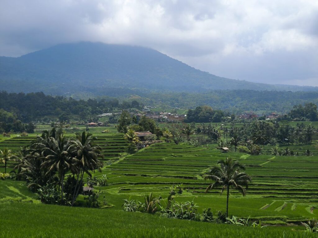 Bali private driver Jatiluwih tour.jpg