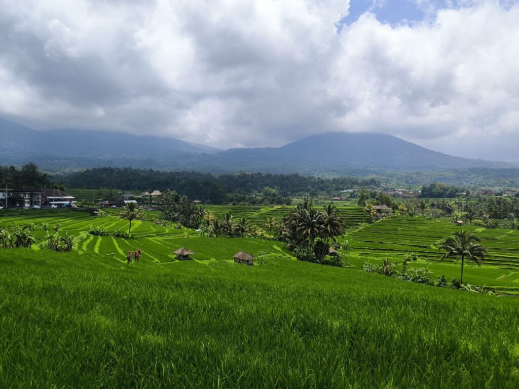 UNESCO heritage Jatiluwih rice fields.jpg