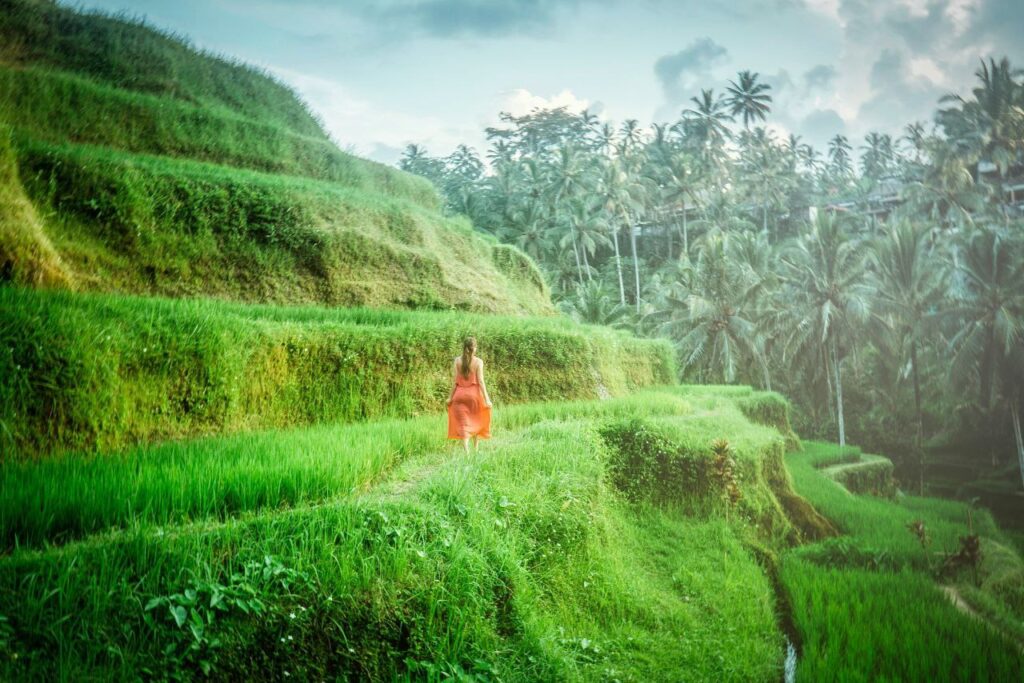 Ubud Bali attractions with private driver tour