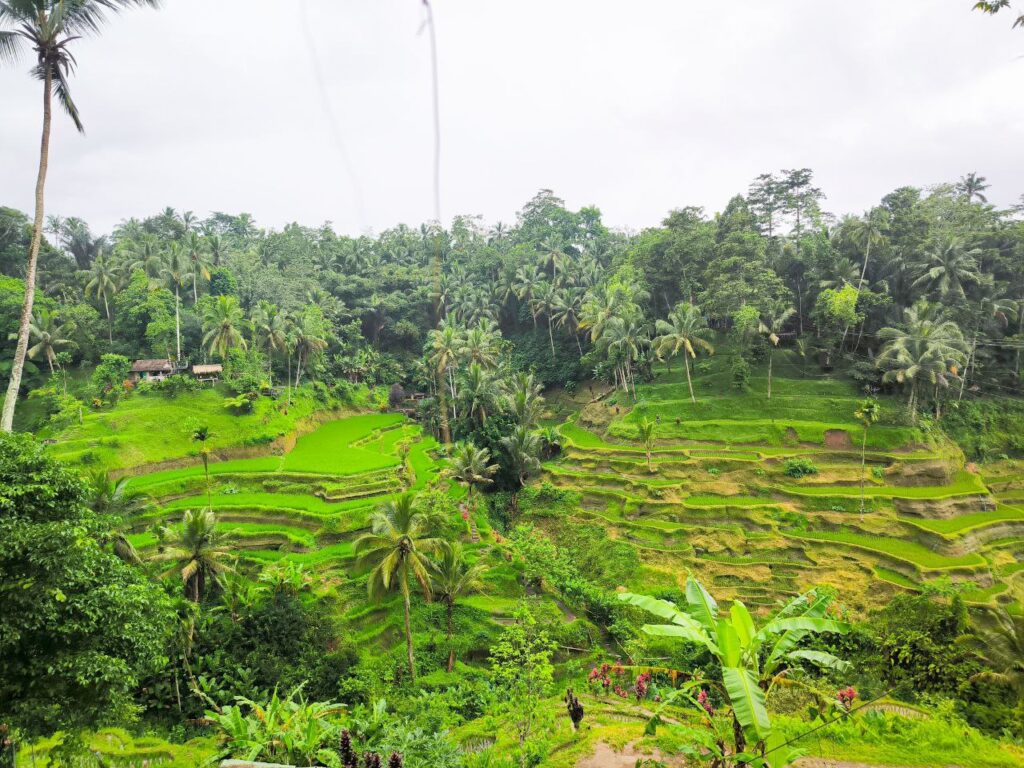 Tegallalang private driver tour at Ubud rice terrace