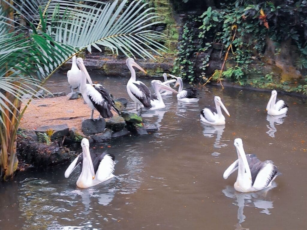 bali driver and car bali bird park ubud family tour