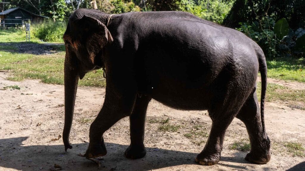 elephant sanctuary park ubud natural jungle environment bali