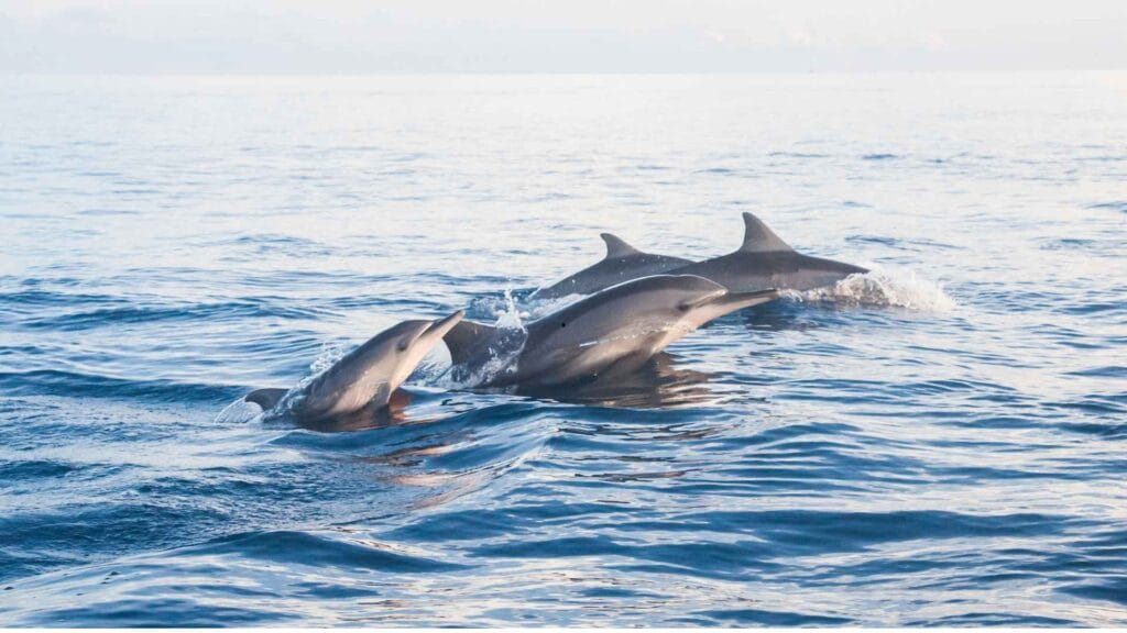dolphin bali tour itinerary lovina sunrise dolphin watching