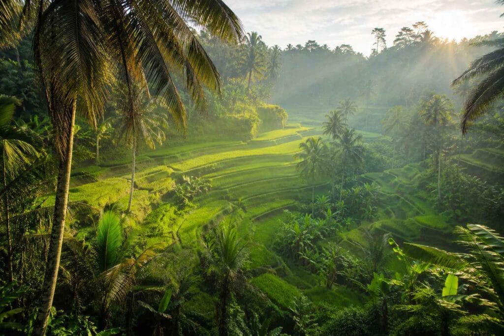 Bali Jungle Attractions at Tegallalang Rice Terrace