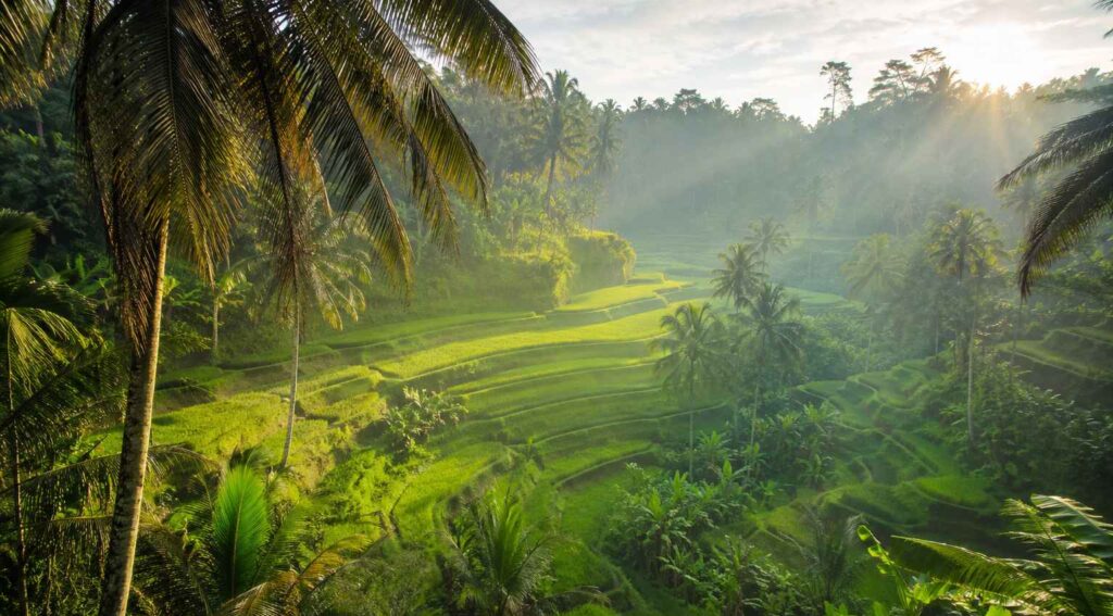 Best Bali Day Trips from Seminyak to Ubud rice terraces