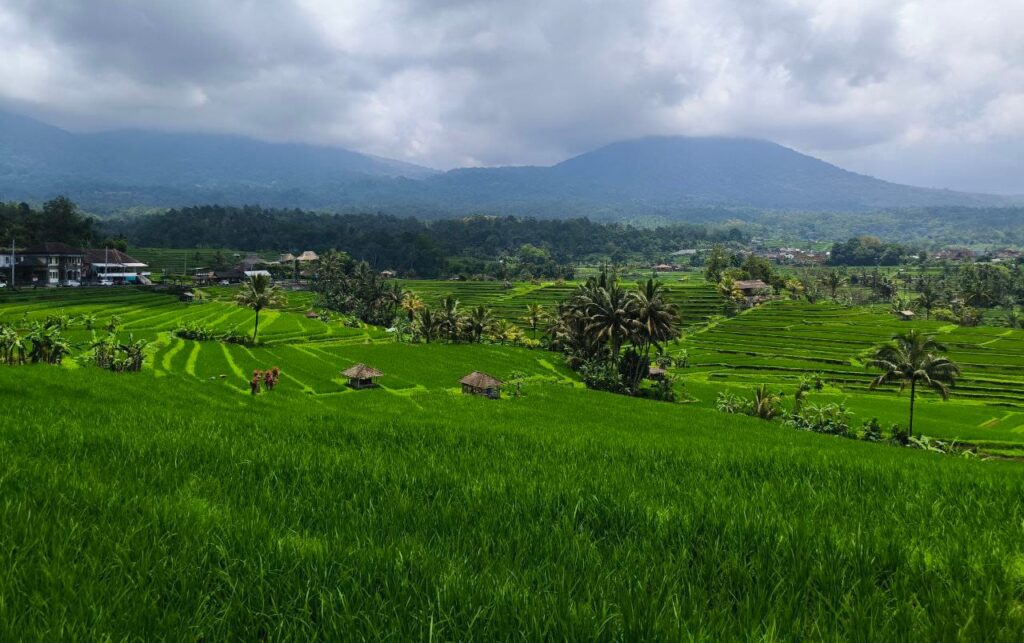bast day tour from seminyak at Jatiluwih and Ulun Danu Tour with a private driver exploring scenic Bali landscapes